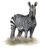 Zebra tirata royalty illustrazione gratis Zebra tirata royalty illustrazione gratis