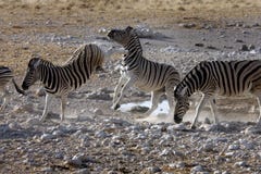 Zebra treten - Nationalpark Etosha - Namibia lizenzfreie stockfotografie Zebra treten - Nationalpark Etosha - Namibia lizenzfreie stockfotografie