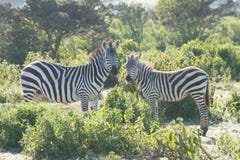 Zebramutter und -fohlen Kopf-an-Kopf- stockbilder Zebramutter und -fohlen Kopf-an-Kopf- stockbilder