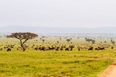 Zebras And Blue Wildebeests In Serengeti Landscape Stock Image