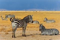 Zebras em Amboseli NP, Kenya fotografia de stock royalty free Zebras em Amboseli NP, Kenya fotografia de stock royalty free