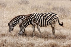 Zebras Grazing Stock Images