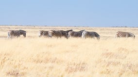 Zebras grazing in the bush, african savannah. Wildlife Safari, Etosha National Park, wildlife reserves, Namibia, Africa. Royalty Free Stock Images Zebras grazing in the bush, african savannah. Wildlife Safari, Etosha National Park, wildlife reserves, Namibia, Africa. Royalty Free Stock Images