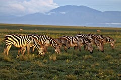 Zebras het Weiden op Serengeti stock fotografie Zebras het Weiden op Serengeti stock fotografie