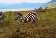 Zebras que pastam na cratera de Ngorongoro, Tanzânia imagens de stock royalty free Zebras que pastam na cratera de Ngorongoro, Tanzânia imagens de stock royalty free