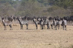 Zebras vor Gnus im serengeti lizenzfreies stockbild Zebras vor Gnus im serengeti lizenzfreies stockbild