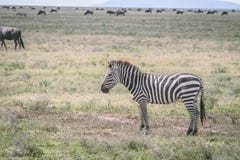 Zebras στις πεδιάδες στην Αφρική στοκ εικόνα με δικαίωμα ελεύθερης χρήσης Zebras στις πεδιάδες στην Αφρική στοκ εικόνα με δικαίωμα ελεύθερης χρήσης