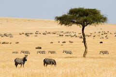 Zebre delle pianure (quagga del Equus) e Gnus immagine stock libera da diritti Zebre delle pianure (quagga del Equus) e Gnus immagine stock libera da diritti