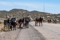 Zebu αγελάδες σε Gheralta σε Tigray, βόρεια Αιθιοπία, Αφρική στοκ εικόνες Zebu αγελάδες σε Gheralta σε Tigray, βόρεια Αιθιοπία, Αφρική στοκ εικόνες