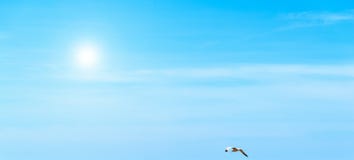 Zeemeeuw die onder een glanzende zon vliegen stock foto's Zeemeeuw die onder een glanzende zon vliegen stock foto's