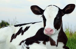 Zeer dichte mening van het Pasgeboren kalf die van Holstein in het gras bij vroege avond leggen stock foto Zeer dichte mening van het Pasgeboren kalf die van Holstein in het gras bij vroege avond leggen stock foto