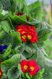 Zeer mooie viooltjes mooie achtergrond Mooie kleur en samenstelling viola royalty-vrije stock foto Zeer mooie viooltjes mooie achtergrond Mooie kleur en samenstelling viola royalty-vrije stock foto