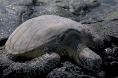 Zeeschildpad ulastrand in van Mahai ‚, Hawaï stock afbeelding Zeeschildpad ulastrand in van Mahai ‚, Hawaï stock afbeelding