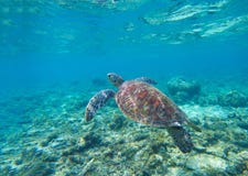 Zeeschildpad in water Zwemmende zeeschildpad in blauw water Overzeese schildpad snorkelende foto royalty-vrije stock foto's Zeeschildpad in water Zwemmende zeeschildpad in blauw water Overzeese schildpad snorkelende foto royalty-vrije stock foto's