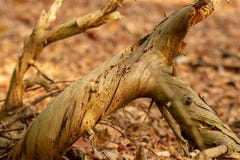 Zeist, Ουτρέχτη/οι Κάτω Χώρες - 21 Οκτωβρίου 2018: Παχύ πεσμένο τ στοκ φωτογραφία με δικαίωμα ελεύθερης χρήσης Zeist, Ουτρέχτη/οι Κάτω Χώρες - 21 Οκτωβρίου 2018: Παχύ πεσμένο τ στοκ φωτογραφία με δικαίωμα ελεύθερης χρήσης