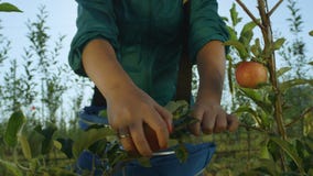 Zeitlupe-Frau hebt rote Äpfel vom Baumast auf stock footage Zeitlupe-Frau hebt rote Äpfel vom Baumast auf stock footage