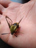 Zeldzame vlinder Hawk Moth op man hand stock afbeeldingen Zeldzame vlinder Hawk Moth op man hand stock afbeeldingen