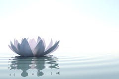 Zen flower loto in water
