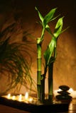 Zen Meditation Candles and Bamboo Plants royalty free stock image Zen Meditation Candles and Bamboo Plants royalty free stock image