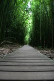 Zen Walking Path In Forest Stock Photos Zen Walking Path In Forest Stock Photos