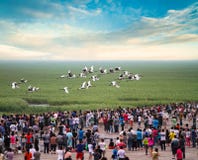 Many of the tourists zhalong see red-crowned cranes flying in China.