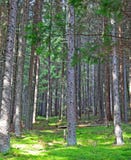 Ziarska dolina - dal i höga Tatras, Slovakien arkivfoton Ziarska dolina - dal i höga Tatras, Slovakien arkivfoton