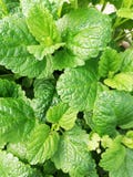 Zielarski cytryna balsam zdjęcia royalty free Zielarski cytryna balsam zdjęcia royalty free