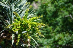 Zieleni surowi smoka ` s drzewa Krwionośni ziarna na swój gałąź w zakończeniu up przy ogródem botanicznym zdjęcie stock Zieleni surowi smoka ` s drzewa Krwionośni ziarna na swój gałąź w zakończeniu up przy ogródem botanicznym zdjęcie stock