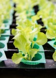 Zieleni warzywa, organicznie dorośnięcie Bez ziemi fotografia stock Zieleni warzywa, organicznie dorośnięcie Bez ziemi fotografia stock