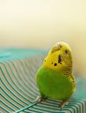 Zielona i Żółta kobieta Budgie Patrzeje Ciekawie Upwards obraz stock Zielona i Żółta kobieta Budgie Patrzeje Ciekawie Upwards obraz stock