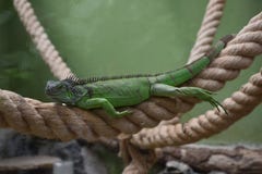 zielona iguana zdjęcia royalty free zielona iguana zdjęcia royalty free