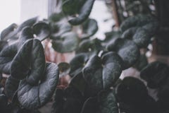 zielona obramiająca zdjęciu poziomo roślinnych zdjęcie stock zielona obramiająca zdjęciu poziomo roślinnych zdjęcie stock