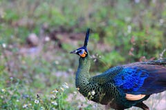 Zielonego Peafowl samiec fotografia stock Zielonego Peafowl samiec fotografia stock