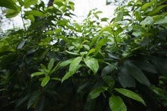 Zielony Dżdżysty Moczy liść naturę obraz stock Zielony Dżdżysty Moczy liść naturę obraz stock