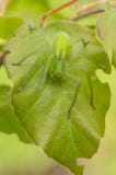 Zielony huntsman pająk, Micrommata virescens camouflaged na liściu, w republika czech zdjęcie stock Zielony huntsman pająk, Micrommata virescens camouflaged na liściu, w republika czech zdjęcie stock