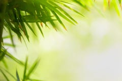Zielony liść na zamazanym greenery tle Piękna liść tekstura w naturze Naturalny tło zdjęcia royalty free Zielony liść na zamazanym greenery tle Piękna liść tekstura w naturze Naturalny tło zdjęcia royalty free