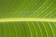 Zielony liść w górę, tekstura, tło fotografia stock Zielony liść w górę, tekstura, tło fotografia stock