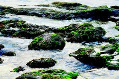 Zielony mech na skałach od plaży zdjęcie royalty free Zielony mech na skałach od plaży zdjęcie royalty free