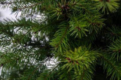 Zielonych igieł jedlinowi drzewa w jardzie zdjęcie stock Zielonych igieł jedlinowi drzewa w jardzie zdjęcie stock
