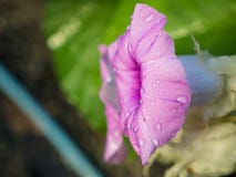 Zijaanzicht van de Roze Baby Houten Rose Ivy Flowers royalty-vrije stock fotografie Zijaanzicht van de Roze Baby Houten Rose Ivy Flowers royalty-vrije stock fotografie
