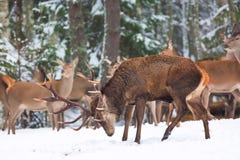 Zimy przyrody krajobraz z szlachetnym deers Cervus Elaphus Wiele deers w zimie Rogacz z ampułą Uzbrajać w rogi z śniegiem na prze obraz royalty free Zimy przyrody krajobraz z szlachetnym deers Cervus Elaphus Wiele deers w zimie Rogacz z ampułą Uzbrajać w rogi z śniegiem na prze obraz royalty free