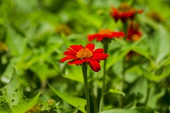 Zinnia orange in the garden is blooming stock images Zinnia orange in the garden is blooming stock images