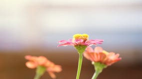 Zinniablume auf einem undeutlichen Hintergrund stockfoto Zinniablume auf einem undeutlichen Hintergrund stockfoto
