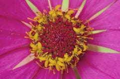 Zinniaelegans, också, bekant som en gemensam zinnia är awash i rik rosa färger och guling royaltyfri foto Zinniaelegans, också, bekant som en gemensam zinnia är awash i rik rosa färger och guling royaltyfri foto