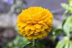 Zinniaelegans, ungdom-och-ålder, gemensam zinnia, elegant zinnia i blom royaltyfria foton Zinniaelegans, ungdom-och-ålder, gemensam zinnia, elegant zinnia i blom royaltyfria foton