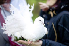 zit de huwelijks witte duif op de hand stock fotografie zit de huwelijks witte duif op de hand stock fotografie