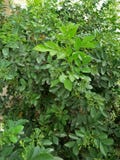ZITRONE, ZITRUSFRUCHT-ZITRONE u. x28; L& x29; OSBECK stockfotos ZITRONE, ZITRUSFRUCHT-ZITRONE u. x28; L& x29; OSBECK stockfotos