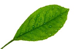 Zitrusfruchtblatt whith Wassertropfen lokalisiert auf einem Weiß lizenzfreie stockfotos Zitrusfruchtblatt whith Wassertropfen lokalisiert auf einem Weiß lizenzfreie stockfotos