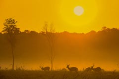 Zmierzchów rogacze przy Thung Kraang Chaiyaphum prowincją, Tajlandia fotografia stock Zmierzchów rogacze przy Thung Kraang Chaiyaphum prowincją, Tajlandia fotografia stock