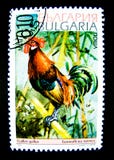 Znaczek drukujący w Bułgaria pokazuje wizerunek Gallus czerwieni junglefowl obrazy stock Znaczek drukujący w Bułgaria pokazuje wizerunek Gallus czerwieni junglefowl obrazy stock